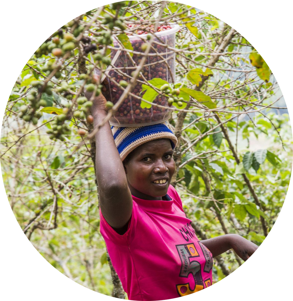 Women harvest coffee cherries